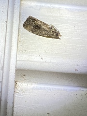 Gymnandrosoma punctidiscanum