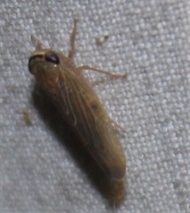 Chlorotettix necopinus