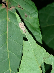 Aphrastus taeniatus