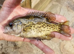 Ambloplites ariommus