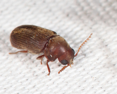 Euvrilletta harrisii