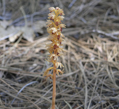 Corallorhiza striata vreelandii