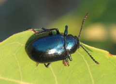 Chrysochus