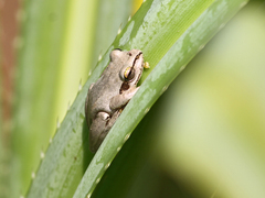 Boophis doulioti