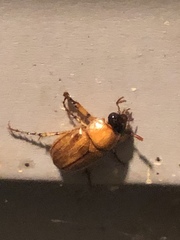 Cyclocephala borealis