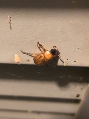 Cyclocephala borealis