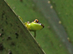 Guibemantis
