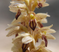 Corallorhiza striata vreelandii