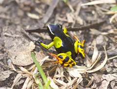 Mantella baroni