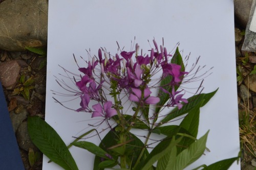 Cleoserrata speciosa observed 2019-02-16