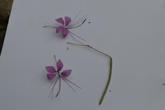 Cleoserrata speciosa