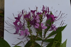 Cleoserrata speciosa