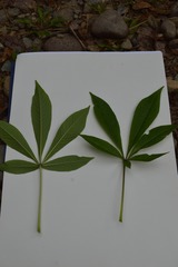 Cleoserrata speciosa