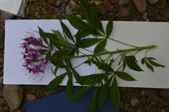 Cleoserrata speciosa