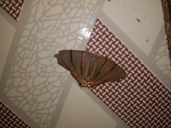 Orudiza protheclaria