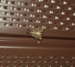 Helotropha reniformis