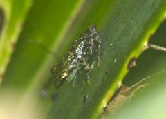 Guibemantis