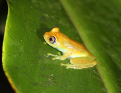 Boophis viridis