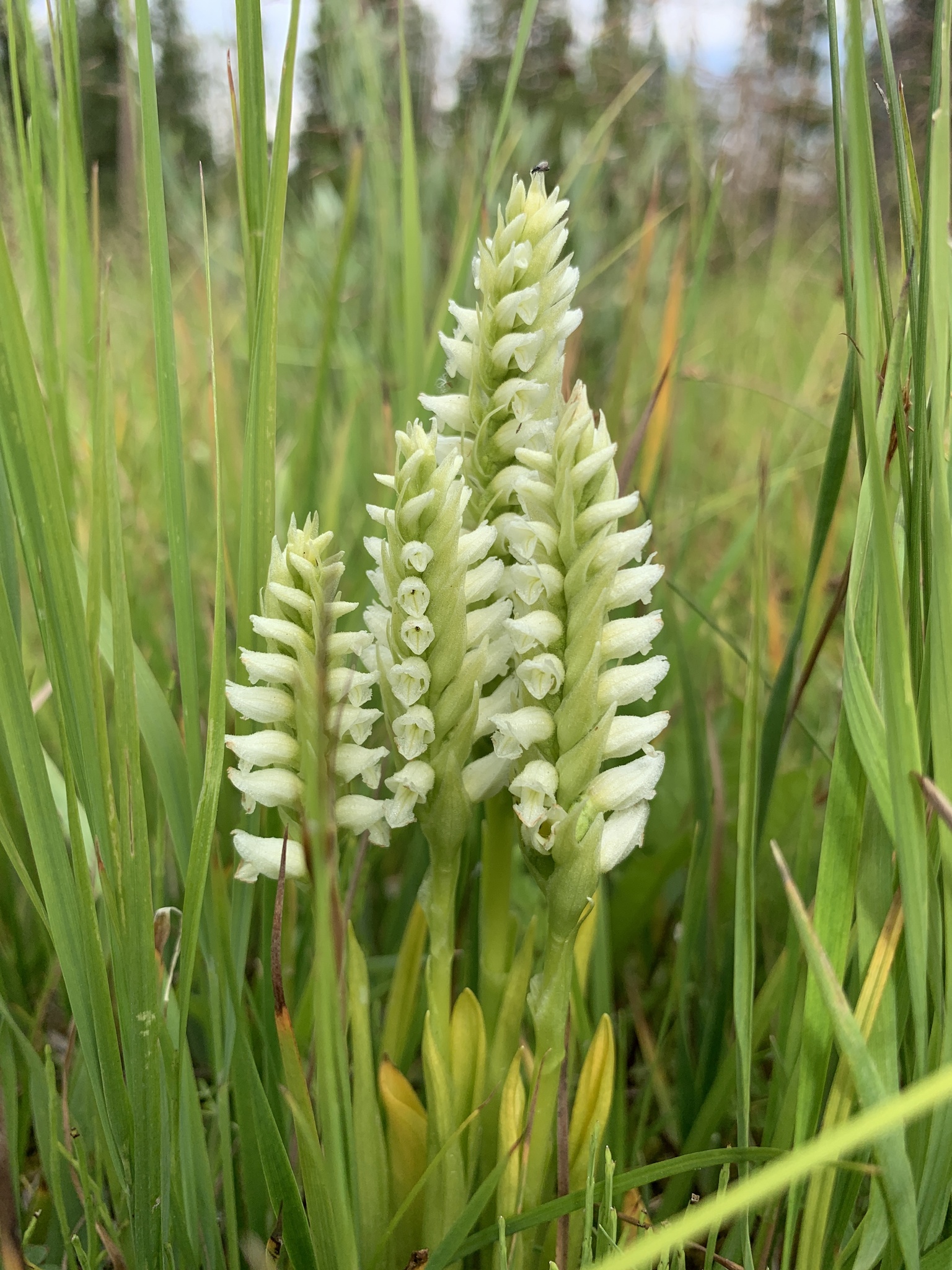 Spiranthes romanzoffiana