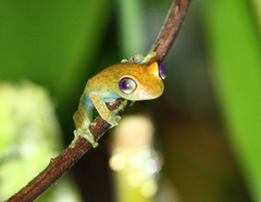 Boophis viridis
