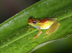 Boophis bottae