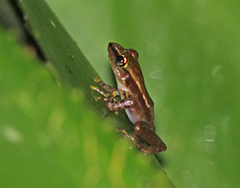 Guibemantis