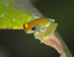 Boophis viridis