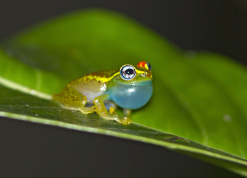 Central Bright-eyed Frog