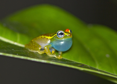 Central Bright-Eyed Frog photo 2