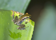 Guibemantis