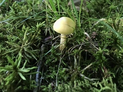 Entoloma murrayi