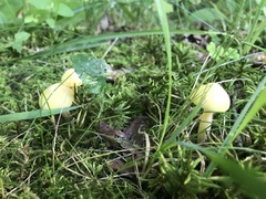Entoloma murrayi
