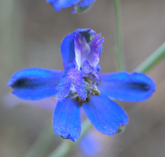 Delphinium scaposum