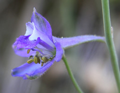 Delphinium scaposum