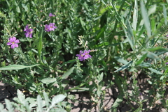 Lythrum californicum