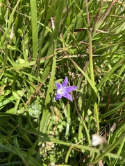 Campanula wilkinsiana