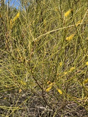 Acacia acuminata
