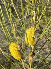 Acacia acuminata