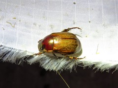 Callistethus marginatus