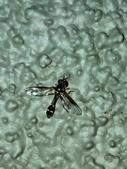 Dioprosopa clavata