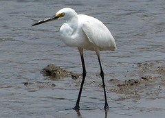 Egretta garzetta nigripes