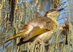 Gavicalis versicolor