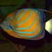 Bluering Angelfish - Photo (c) Eddie Maloney, some rights reserved (CC BY-SA)