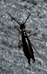 Euborellia annulipes