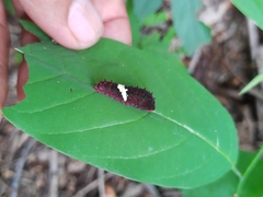 Mimoides ilus branchus