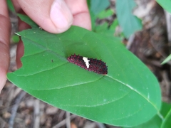 Mimoides ilus branchus