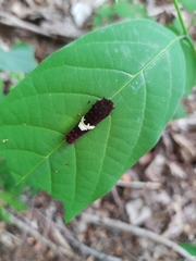 Mimoides ilus branchus