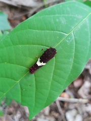 Mimoides ilus branchus