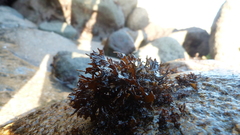 Nothogenia fastigiata