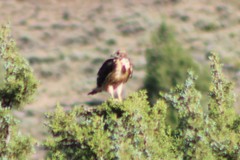 Buteo swainsoni